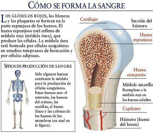 Como se forma la sangre