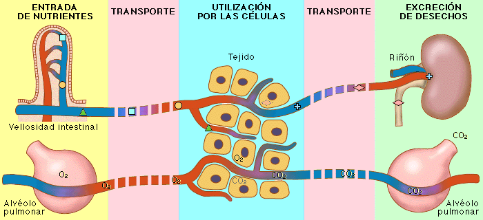 Componentes sanguíneos